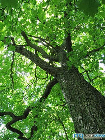 Wi-Fi разрушает деревья и растительность width=