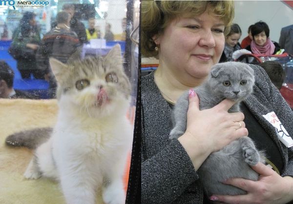 Выставка кошек в Казани width=
