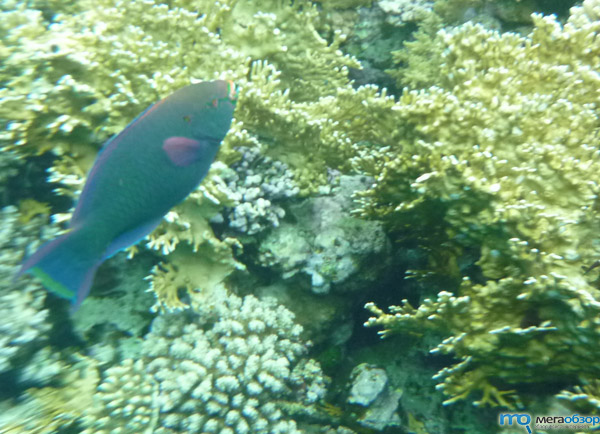 Рыбы Красного моря, Шарм-эль-Шейх. Подводная съемка width=