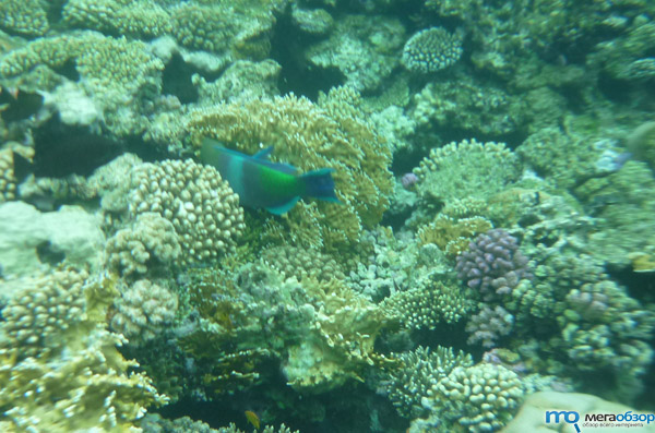 Рыбы Красного моря, Шарм-эль-Шейх. Подводная съемка width=