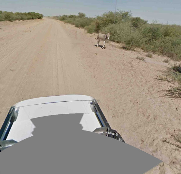 Автомобиль сервиса Google Street View не сбивал ослика width=