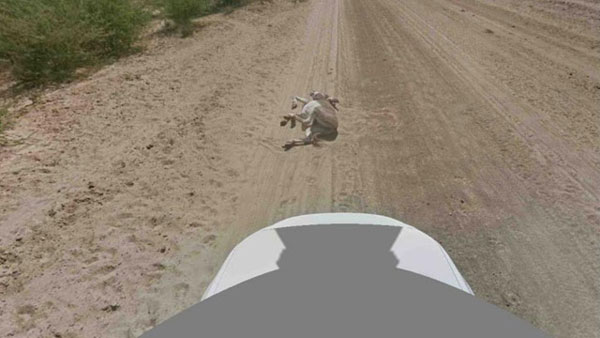 Автомобиль сервиса Google Street View не сбивал ослика width=