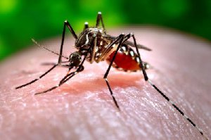 США запустит для борьбы с вирусом Зика генно-модифицированных комаров