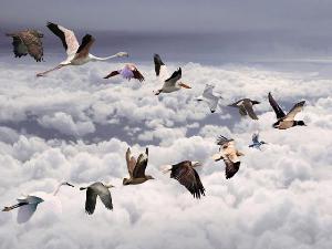 Ученые выяснили, что птицы быстрее летают стаями