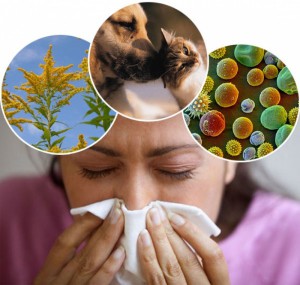 Ученые установили причины аллергии