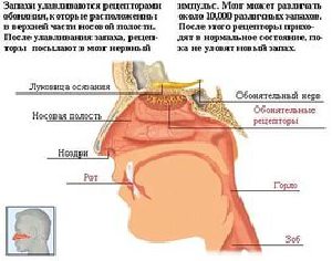 Российские физики дарует смартфонам 