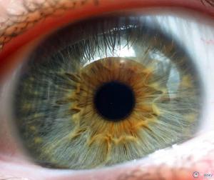 Ученые вырастили сетчатку глаз. 
