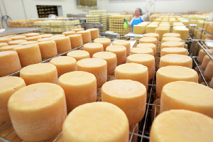 Производство сыра как доступный вид бизнеса