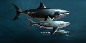 Останки древней акулы нашли в Мексике. 
