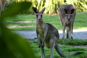 Почему фауна Австралии вымерла? 
