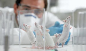 Российско-шведская группа ученых приостановила процесс старения у мышей 