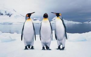 Потомство пингвинов зависит от наличия в их питании морского планктона