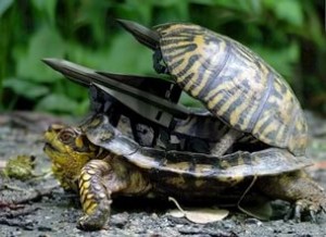 Установленная телепатическую связь между черепахой