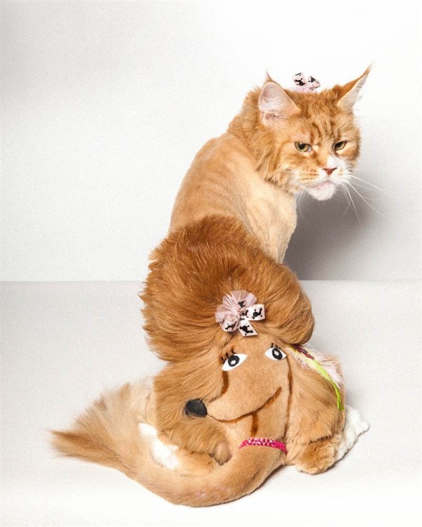 модная прическа для кошки