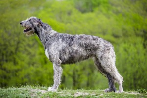 Боснийский барак. Все про породу собаки, фото и правила содержания
