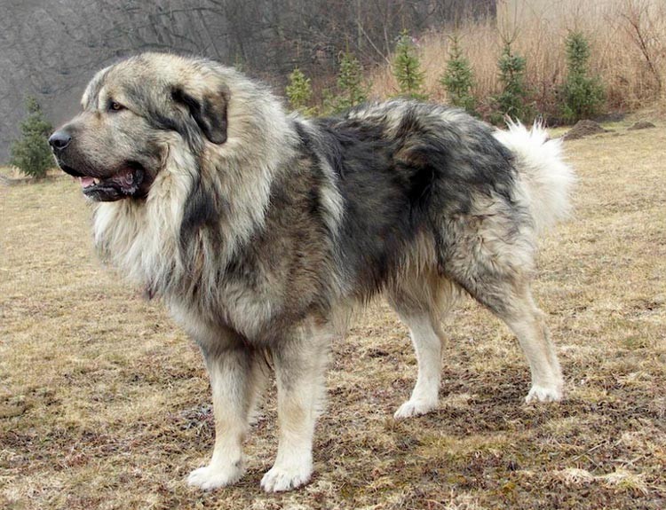 порода собаки шарпланинская овчарка