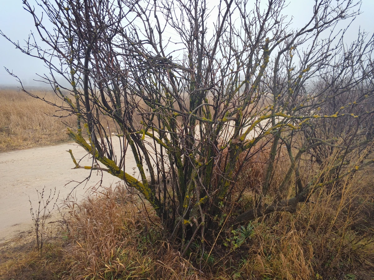 камера Tecno Spark 40 Pro