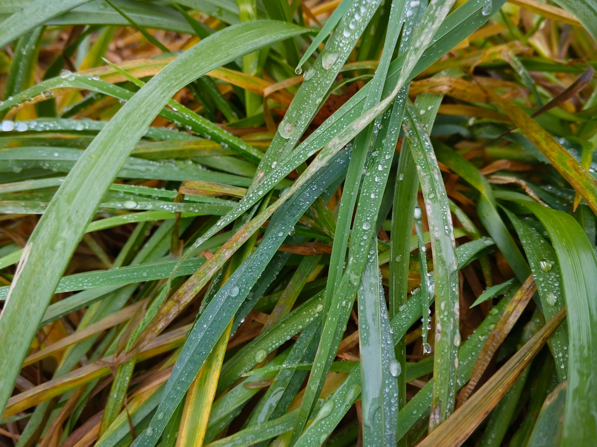 камера Tecno Spark 40 Pro