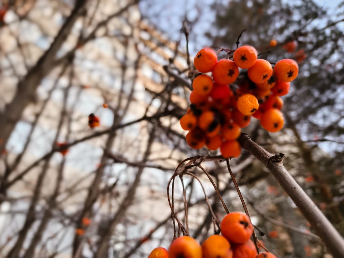 камера Tecno CAMON 40 Pro 5G