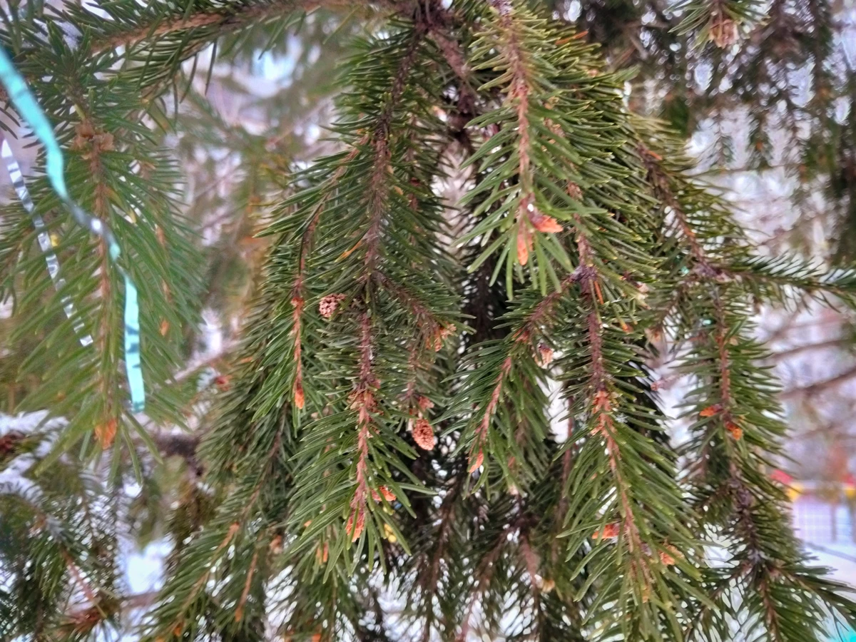 камера realme C85