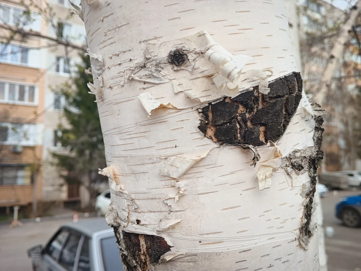 камеры Tecno Spark Slim