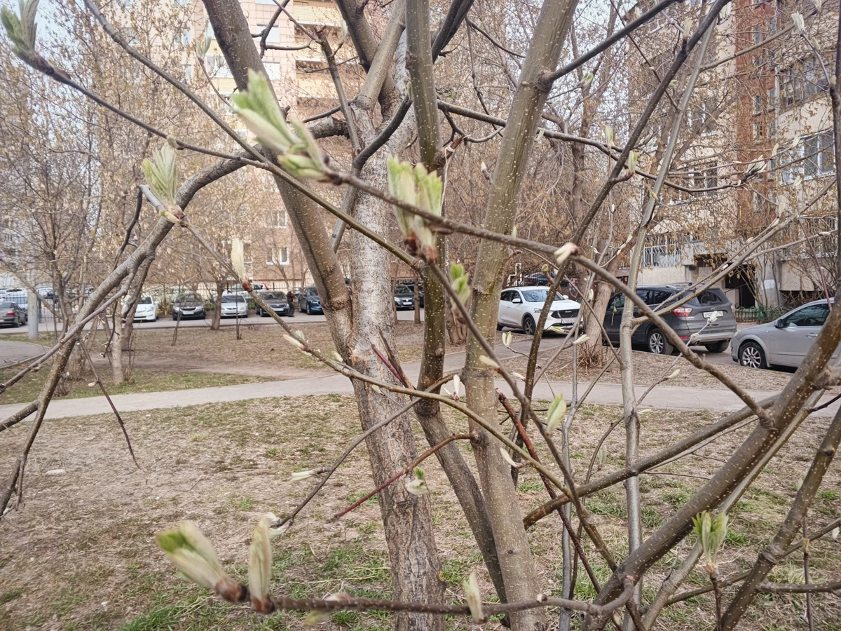 камеры Tecno Spark Slim