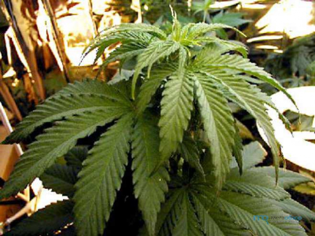 Лезвие марихуана как правильно посадить семя конопли