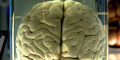 Ученые создали рабочую 3D модель человеческого мозга