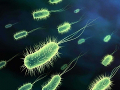 Лечить рак при помощи бактерий планируют ученые из США