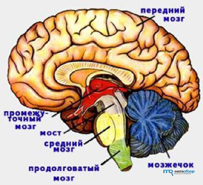 Как называется отдел головного мозга млекопитающих. Отделы переднего мозга. Передний отдел головного мозга. Строение головного мозга млекопитающих.