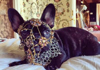 Собаки Леди Гаги с аккаунтом в Instagram