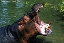 Вымершие млекопитающие размером с бегемота захватывали пищу как пылесос