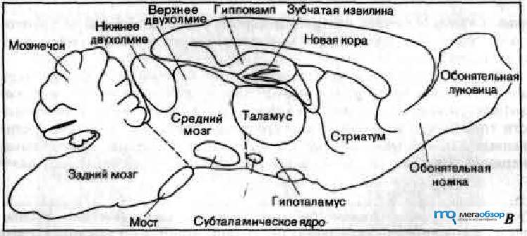 Мозги мыши. Строение головного мозга крысы. Головной мозг крысы строение схема. Анатомия мозг крыс структура. Отделы головного мозга крысы.