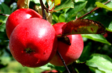 Яблоки помогают предотвратить риск ранней смерти