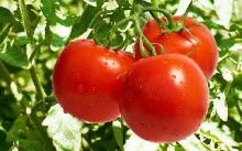 Польза томатов для сердца и сосудов, доказана учеными