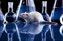 Ученые продлили жизнь мышам, удалив постаревшие клетки