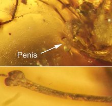 Ученые нашли паука с эрекцией на протяжении 99 миллионов лет