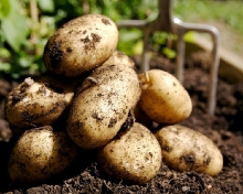 Употребление картофеля нормализует давление