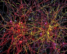 Ученые составили 3D-карту соединений нейронов коры головного мозга