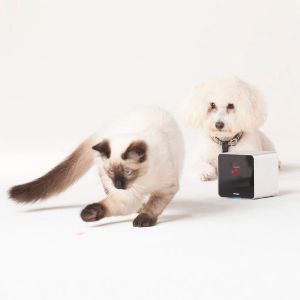 Представлена камера Petcube для общения с домашними питомцами