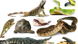 Ученые составили ТОП-10 самых популярных рептилий на Земле