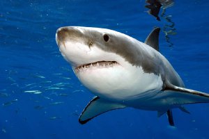 Ученые обнаружили у акул признаки личности